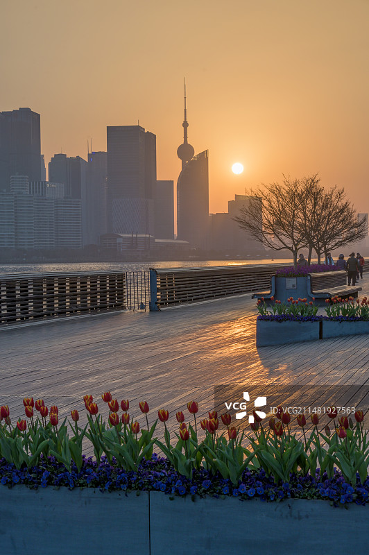 郁金香和上海城市风光图片素材