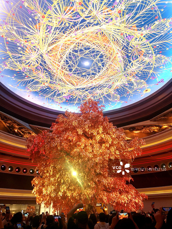 澳门永利吉祥树富贵龙图片素材