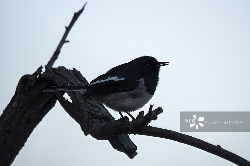 黄昏下一只鹊鸲正在树枝上休息图片素材
