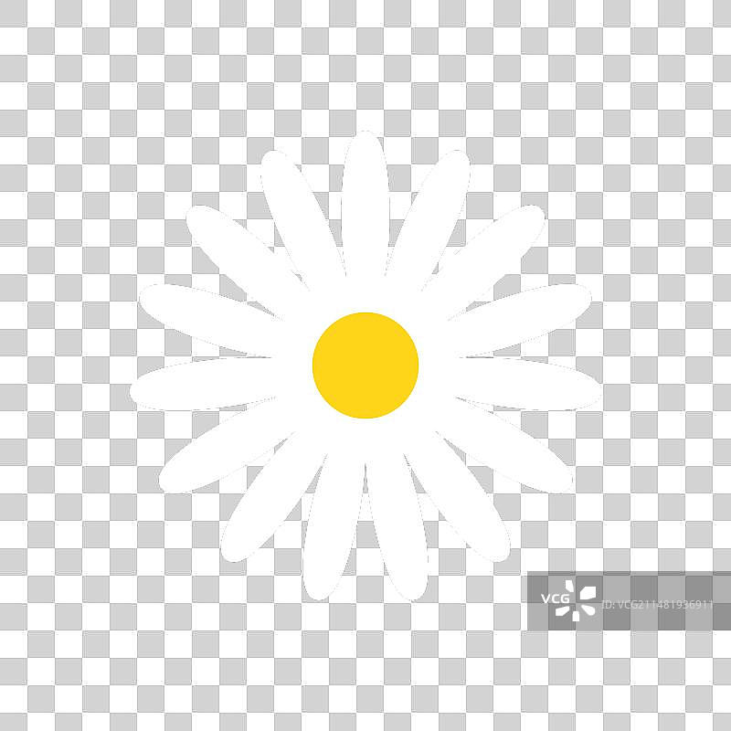 白色雏菊甘菊花独立图标图片素材