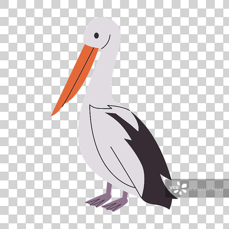 澳大利亚鹈鹕黑白水鸟图片素材