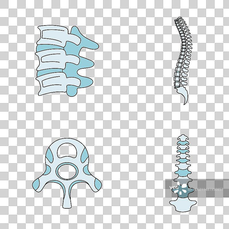 脊柱骨科椎骨彩色图标集图片素材