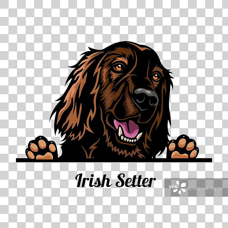 爱尔兰雪达犬-彩色小狗品种面部图片素材