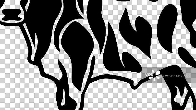 黑白花纹的奶牛图片素材