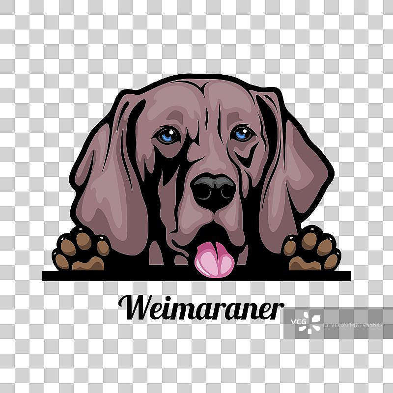 魏玛犬头像图片素材