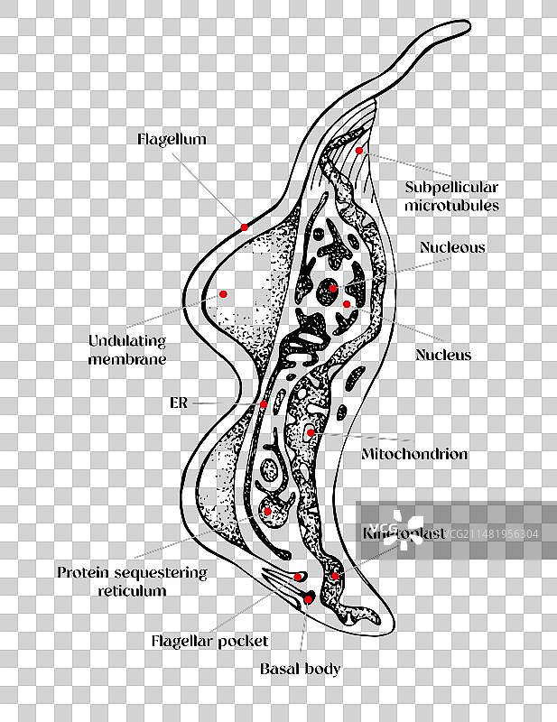 锥虫手绘图图片素材