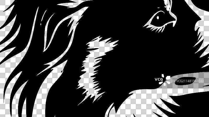 黑白色边境牧羊犬图片素材