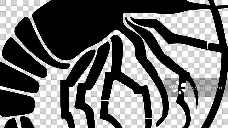 黑白小龙虾图片素材