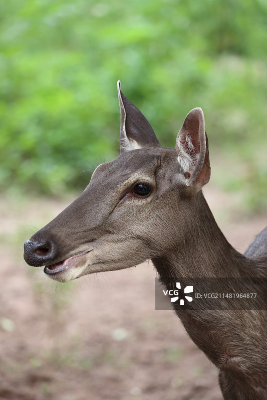 水鹿的特写图片素材