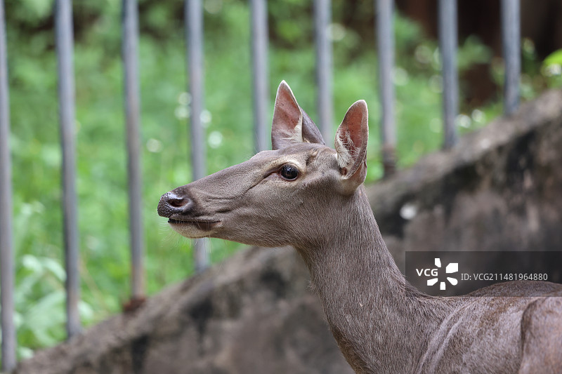 水鹿的特写图片素材