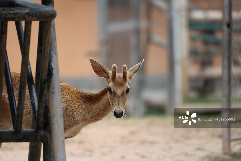 海南坡鹿的特写图片素材