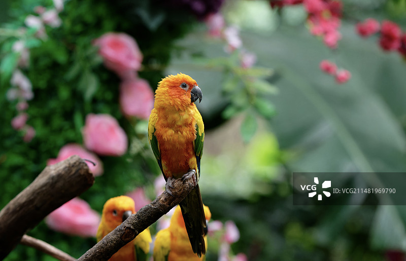 鹦鹉图片素材