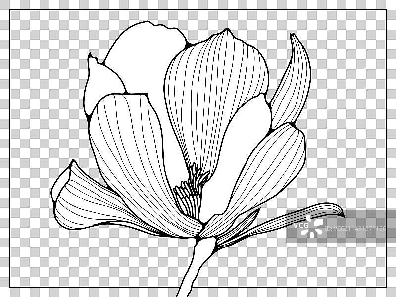 黑色轮廓的精致花朵图片素材