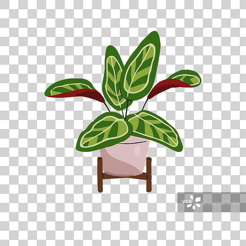 带图案叶子的异国情调祈祷植物图片素材