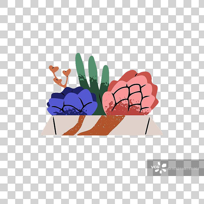 陶瓷盆栽中的彩色多肉植物图片素材