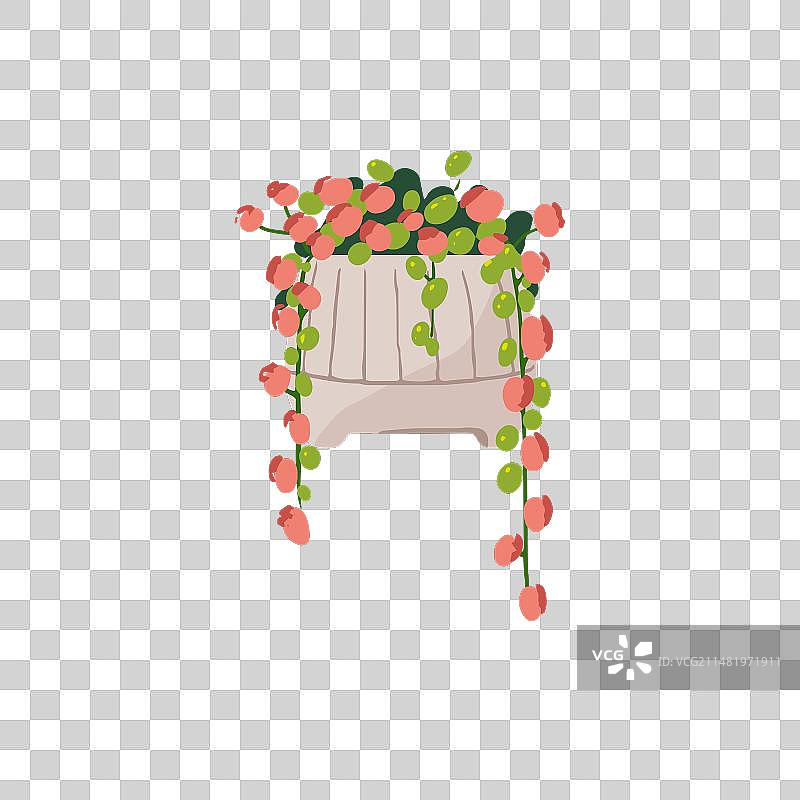 悬挂盆栽绿植的Rowleyanus千里光图片素材