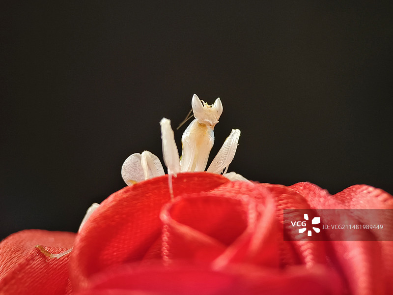 在玫瑰花中的兰花螳螂图片素材