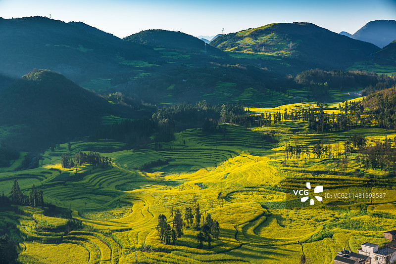 罗平油菜花开正艳，正是春游好时机图片素材