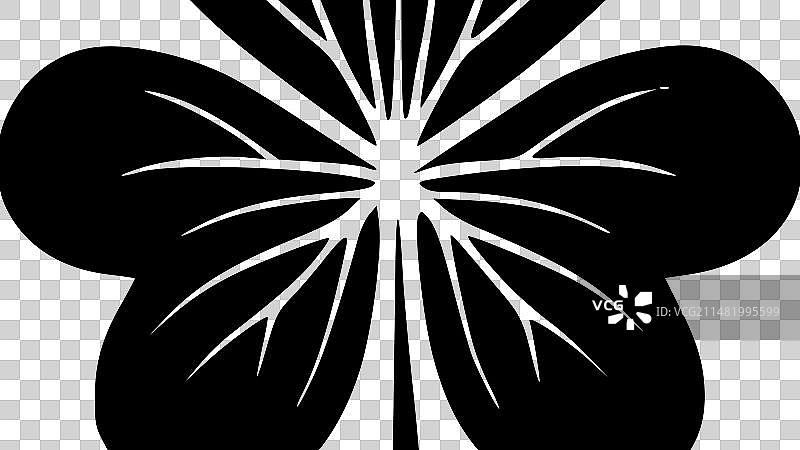 黑白三叶草图片素材