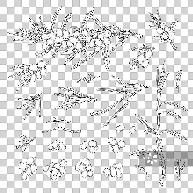 沙棘浆果设计元素速写集图片素材