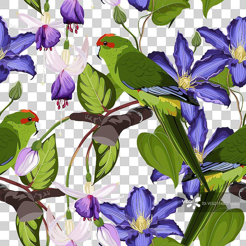 热带鸟类鹦鹉异国情调丛林植物叶子图片素材