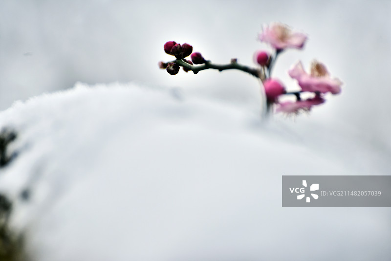 雪中梅花图片素材