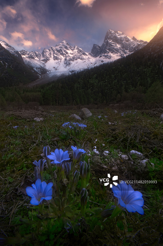毕棚沟日落时雪山下盛开的紫色龙胆花的景色图片素材