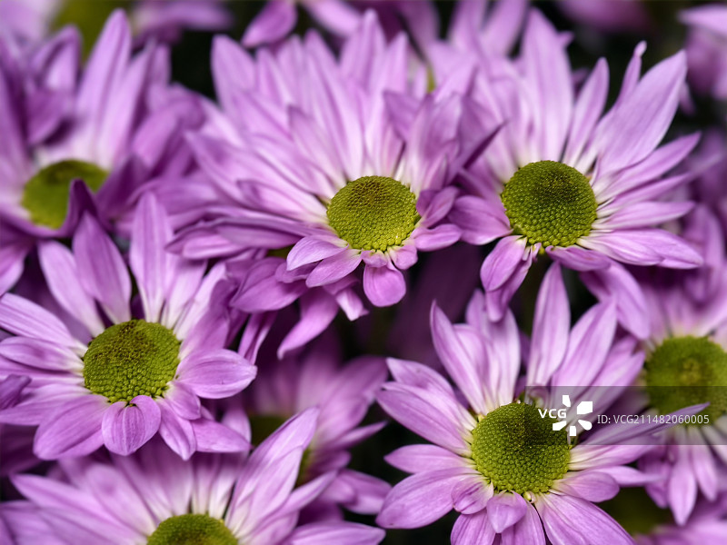 繁花似锦图片素材