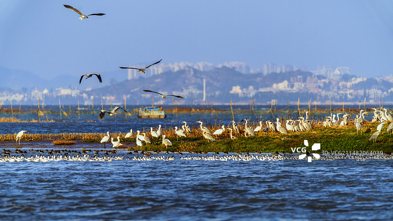 泉州湾水禽栖息地图片素材