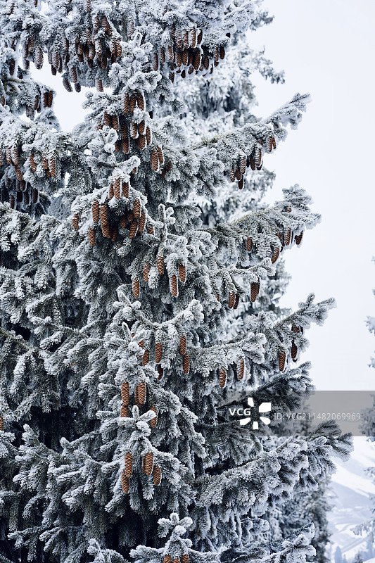 雪松图片素材
