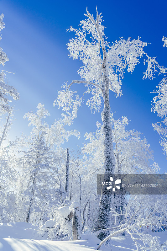 冰雪雾凇图片素材