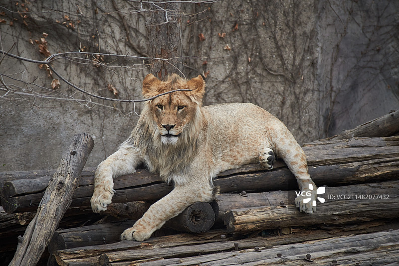 北京动物园中的非洲狮图片素材