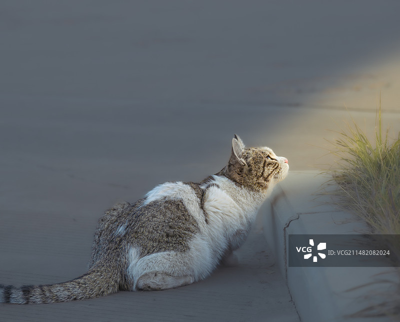 猫坐在户外的特写镜头图片素材