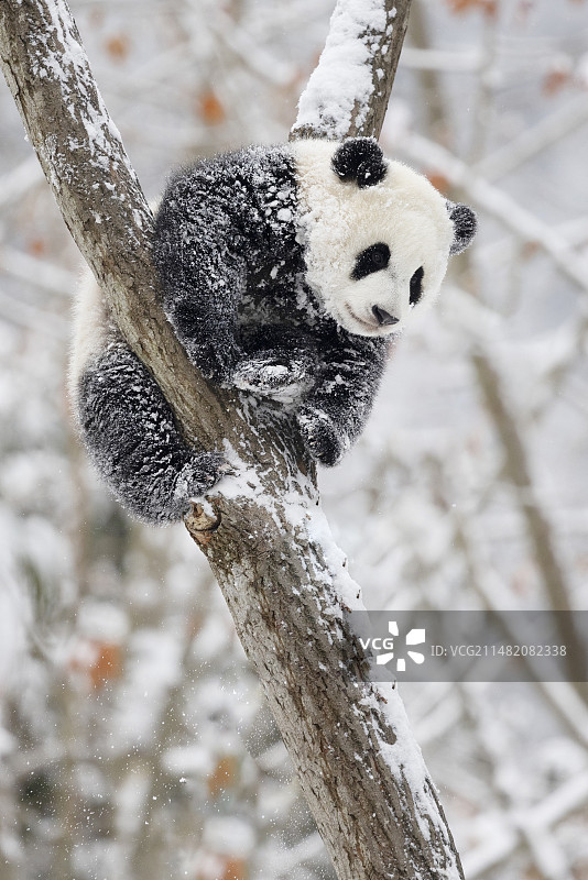 站的高望的远图片素材