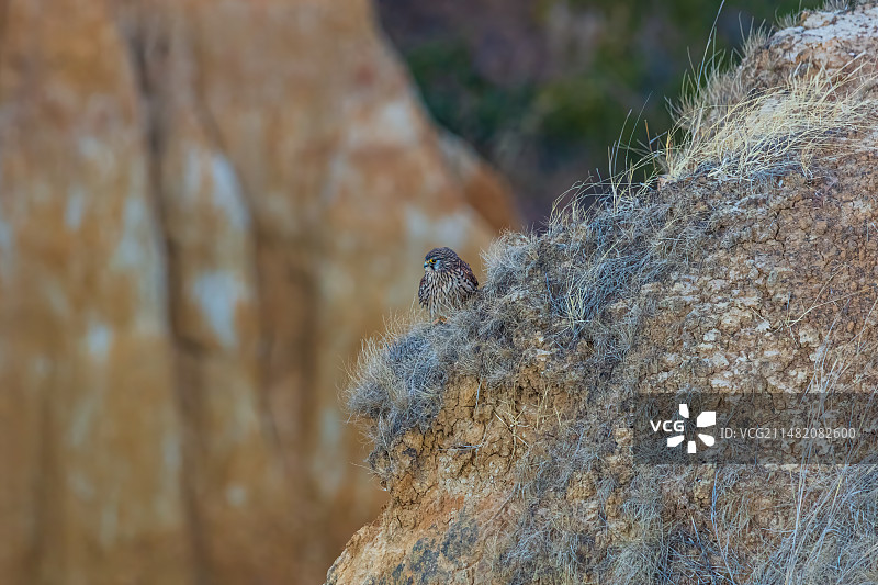 清晨云南楚雄元谋县浪巴铺土林，一只红隼栖息在风化的黄土柱上特写镜头，警惕地观望图片素材