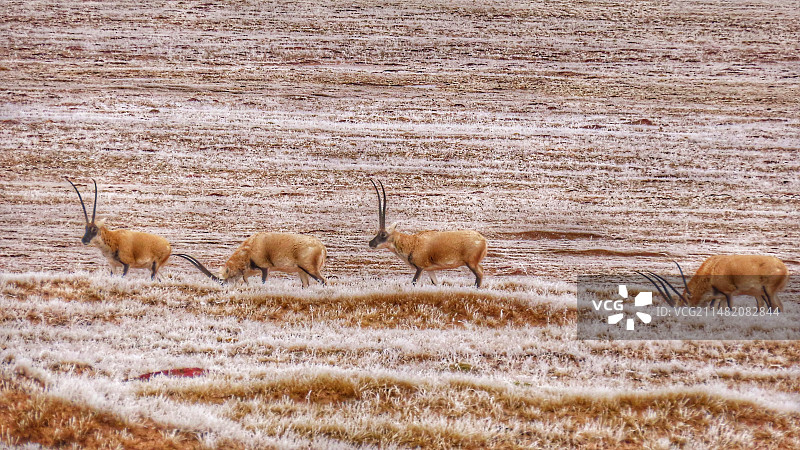藏羚羊图片素材