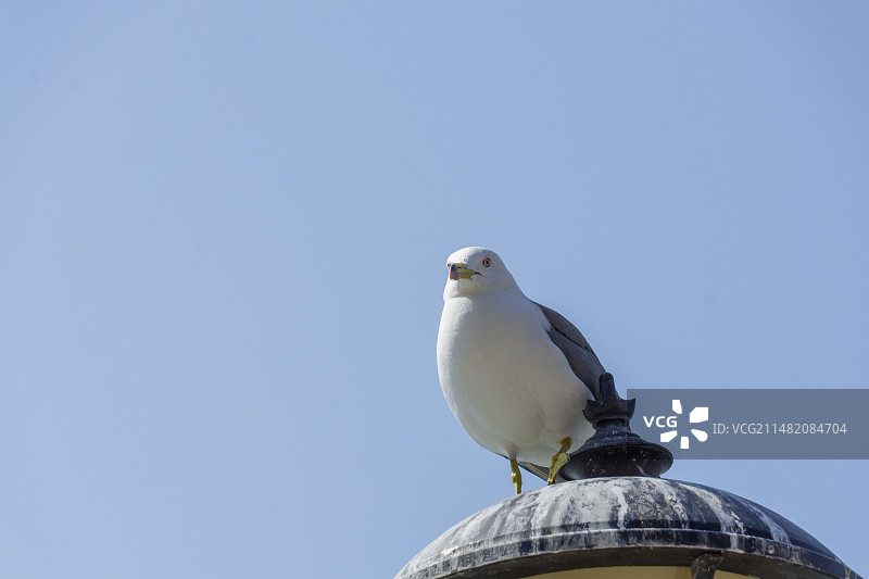 大连的海鸥图片素材