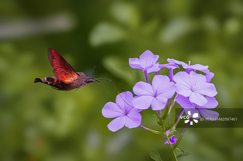 蜂鸟鹰蛾图片素材