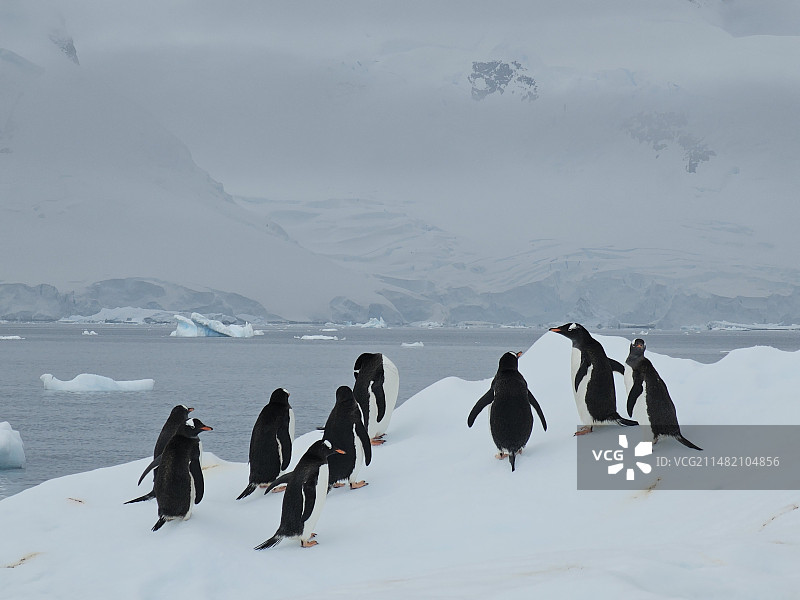 南极·企鹅图片素材