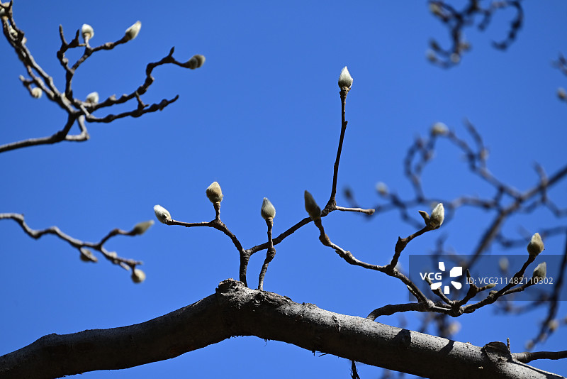 玉兰花的花骨朵图片素材