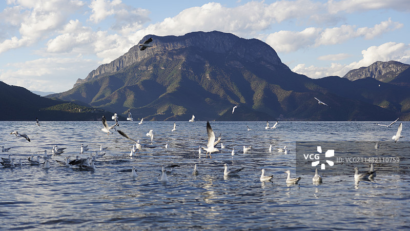 海鸟水面冰面嬉戏天空飞翔图片素材