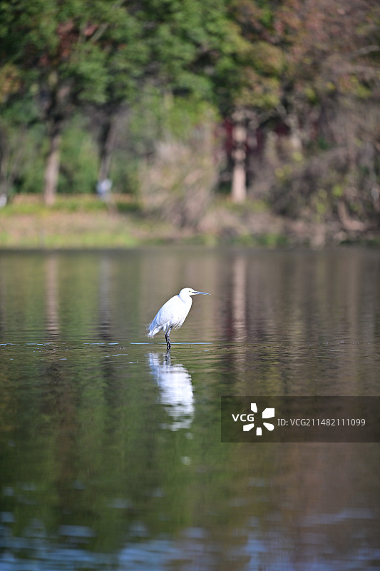 白鹭图片素材