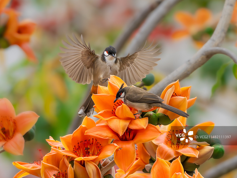 花开富贵喜上眉梢图片素材