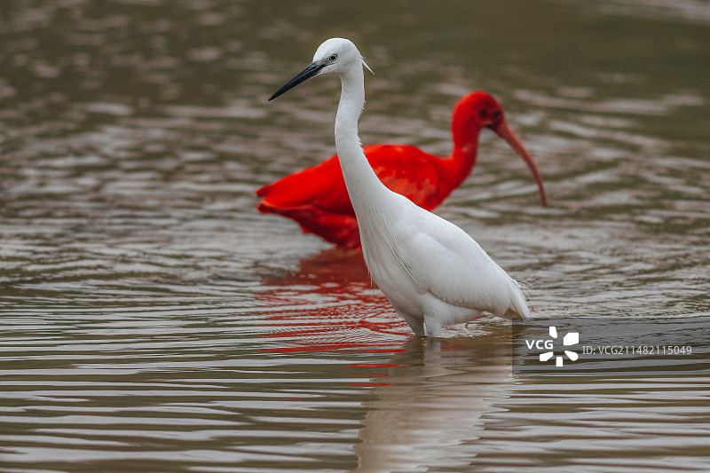 湖中火烈鸟的特写镜头图片素材
