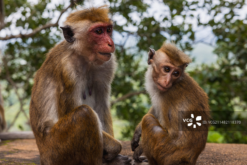 黑耳猴母子图片素材