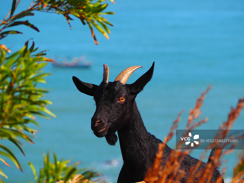 偶遇小羊~图片素材
