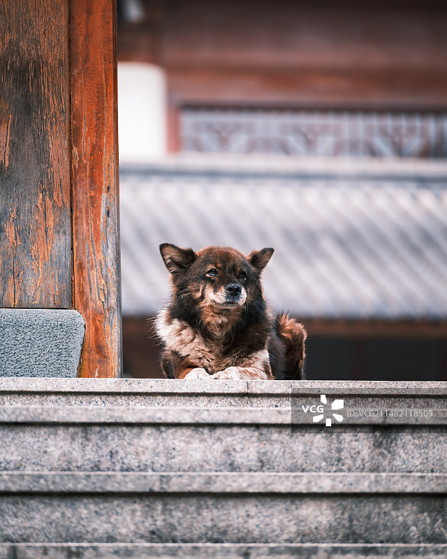 寺庙里狗的特写图片素材