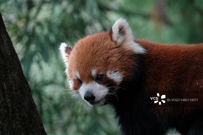 小熊猫图片素材