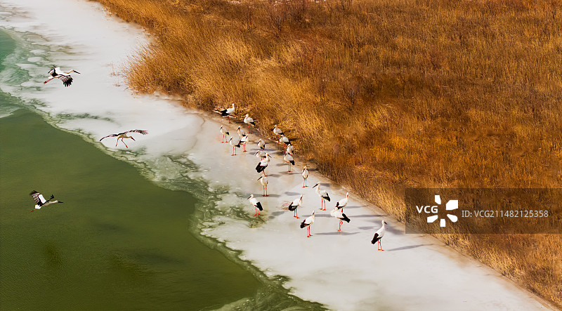黄河入海口湿地越冬的东方白鹳图片素材
