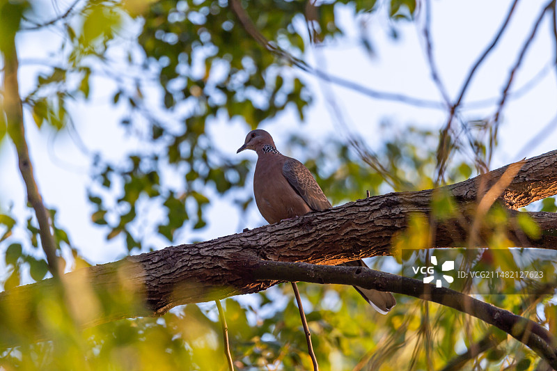 珠颈斑鸠图片素材